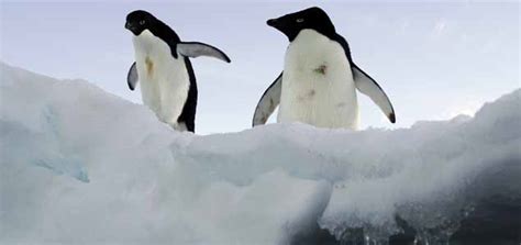 Antarctic biodiversity at risk | MiNDFOOD