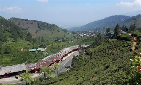 Kebun Teh Bogor, Menikmati Panorama Alam Eksotis Nan Hijau - De Java