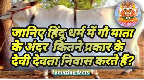 जानिए गौ माता के अंदर कितने प्रकार के देवी देवता निवास करते हैं Facts