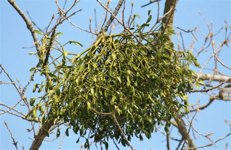 Mistletoe (Viscum album): How to Grow and Care Guide