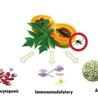 Dengue Fever Treatment Papaya