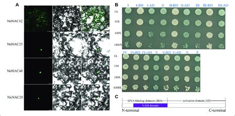 Subcellular Localization And Transcriptional Activation Assay Of Download Scientific Diagram