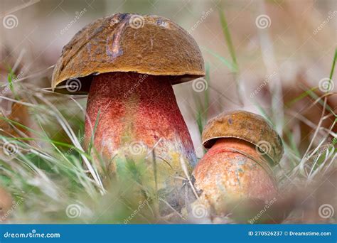 Closeup Of Two Fresh Scarletina Bolete Mushrooms Neoboletus Sp Stock