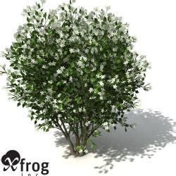 XfrogPlants Orange Jasmine 3d Models STLFinder