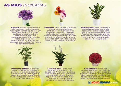 Tipos De Flores Para Se Cultivar Em Qualquer Jardim