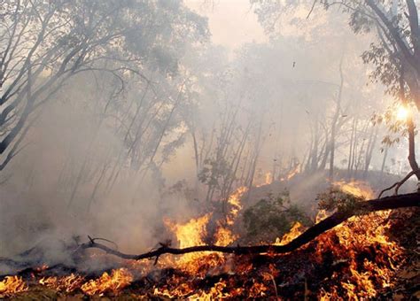 Más De 229 Mil Hectáreas De Bosque Afectadas Por Incendios Forestales