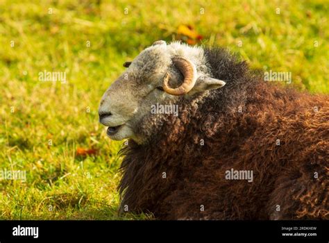 Herdwick Sheep Cumbria Stock Photo Alamy