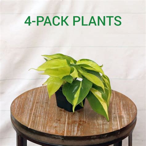 Live Pack Inch Pot Brazilian Philodendron Scandens Brazil Etsy