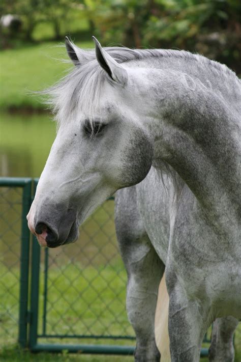 Horsing Around Horses Dapple Grey Horses Grey Horse