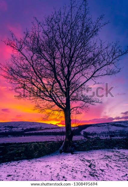 Yorkshire Dales Winters Dawn Stark Leafless Stock Photo 1308495694