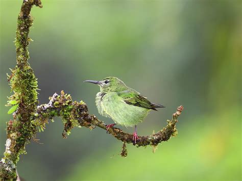 Identifying Costa Rica Birds