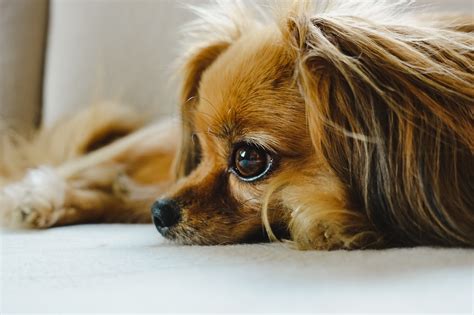 Papillon Temperament Whats A Papillons Personality Like