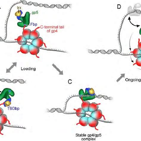 Bacteriophage T7 Replisome The Replisome Of Bacteriophage T7 Contains Download Scientific