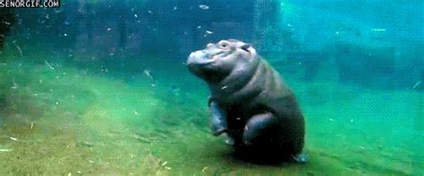 Fun Hippo GIFs - Find & Share on GIPHY