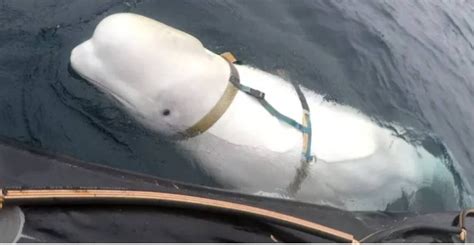 Muere en Noruega la beluga Hvaldimir la famosa ballena espía rusa