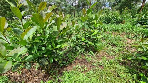 Cevad Campo Sistema De Cultivo De Erva Mate Em Alta Densidade No