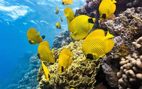 Raja Ampat Underwater Photo Tropical Colorful Fish Coral Coral Reefs