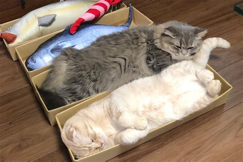 猫のユニークな行動や習性7選！なぜそんなことするの？ Prettyonline