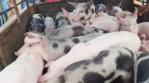 Feira De Su Nos Em Caruaru Pe Al M De Caprinos E Ovinos