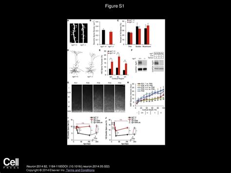 Anatomical Plasticity Of Adult Brain Is Titrated By Nogo Receptor