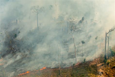 British Financiers Funneled Over Billion Into Forest Risk