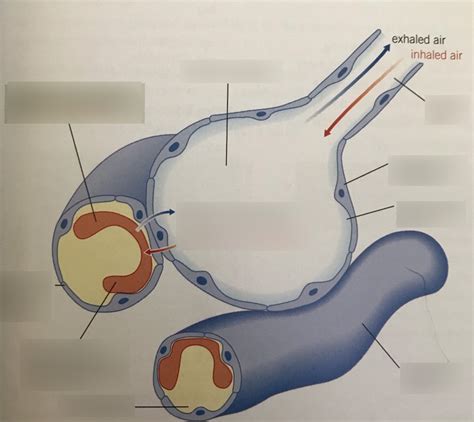 Alveolus Diagram Quizlet