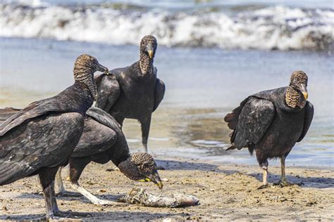 Tropical Black Vultures eat fish carcass Rio de Janeiro Brazil. 4964624