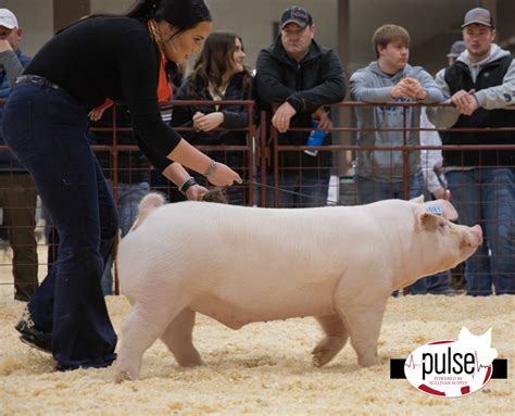 Sioux Empire Livestock Show Top Market Barrows The Pulse