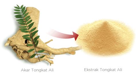 Tongkat Ali Benefits Of Eurycoma Lonolia Extract Update Jul 2018