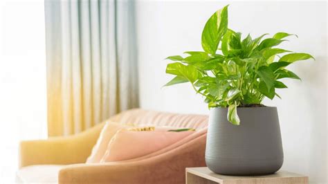 6 Fact-Checked Pothos Plant Benefits & 1 Disadvantage