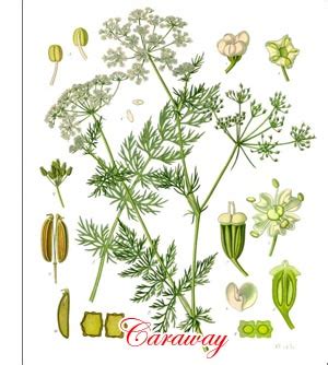 Caraway herb