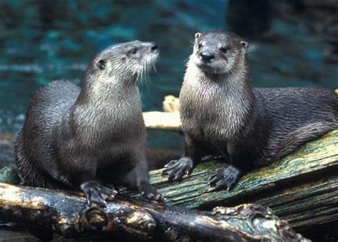 otter - Otters Photo (1598292) - Fanpop