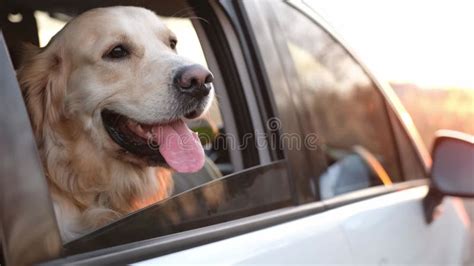 Perro Recuperador Dorado En El Auto Almacen De Video V Deo De Piel