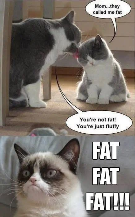 Funniest Grumpy Cat Memes Images Pictures Stock Picsmine Hot Sex Picture