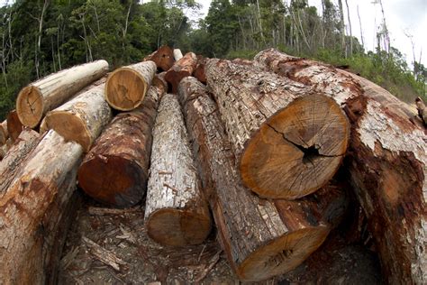 Portaria Regula Extra O De Madeira De Esp Cies Amea Adas O Eco