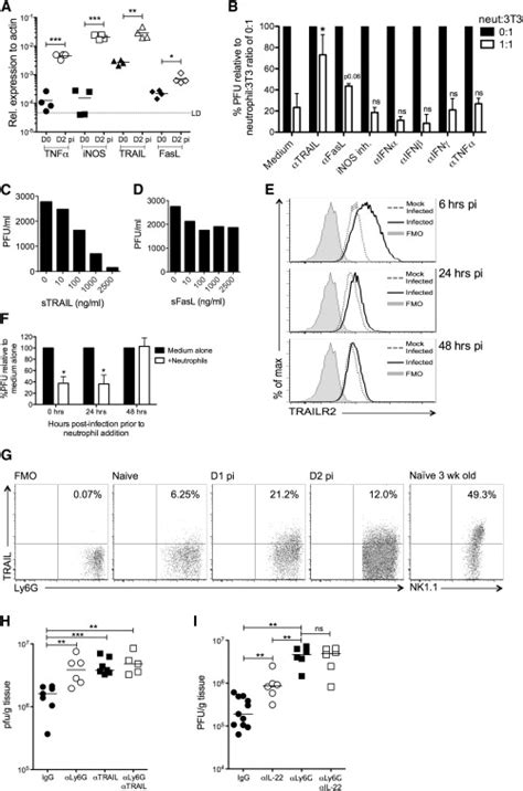 Neutrophils Limit MCMV Replication In A TRAIL Dependent Manner