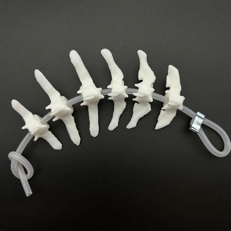 Lumbar Vertebrae (L1-L6) – r3DMed