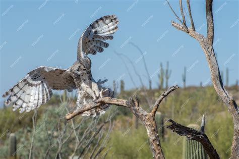 Great Horned Owl Talons