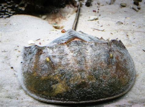 cach phan biet  sam va   de tranh ngo