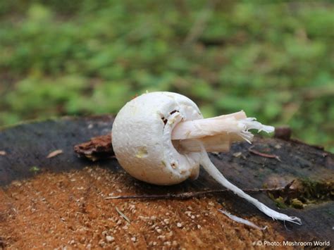 Agaricus sylvicola - Mushroom World