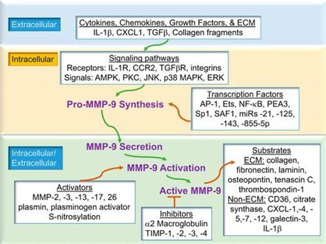 Mmp Signaling In The Left Ventricle Following Myocardial Infarction