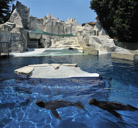 Otarie Della California Nuova Area Al Bioparco Di Roma