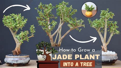 How To Grow A Jade Plant Into A Tree Youtube