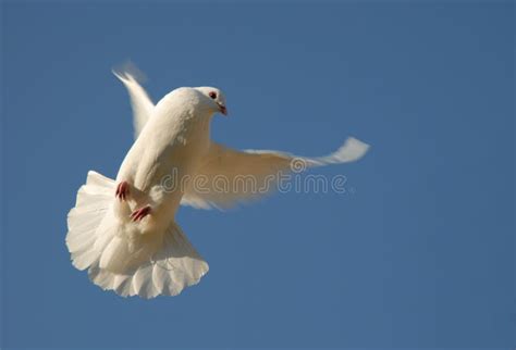 Dove In Flight Stock Image Image Of Landing Land Peace 37055239