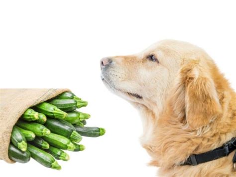 CAN DOGS EAT ZUCCHINI? - Safe For Dog