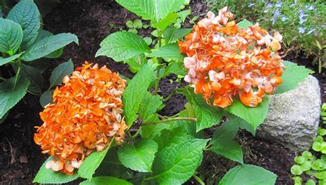 Northwest Gardening Orange Hydrangeas And Other Wild Ideas