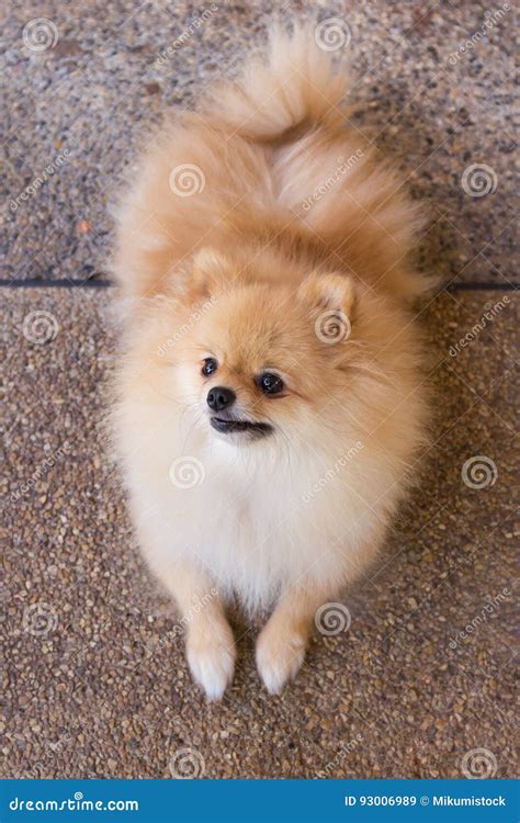 Beautiful Orange Pomeranian Dog. Stock Image - Image of nature, hair ...