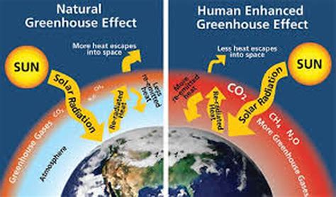 APES - Carbon Cycle and the Greenhouse Effect - AP ENVIRONMENTAL SCIENCE