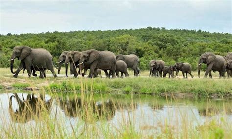 Wildlife In Ishasha Sector Uganda Wildlife Safaris Uganda Tours