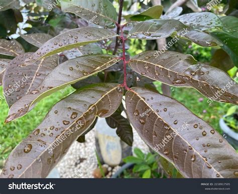 Dark Brown Leaves Suitable Nature Backgrounds Stock Photo 2218917505 ...